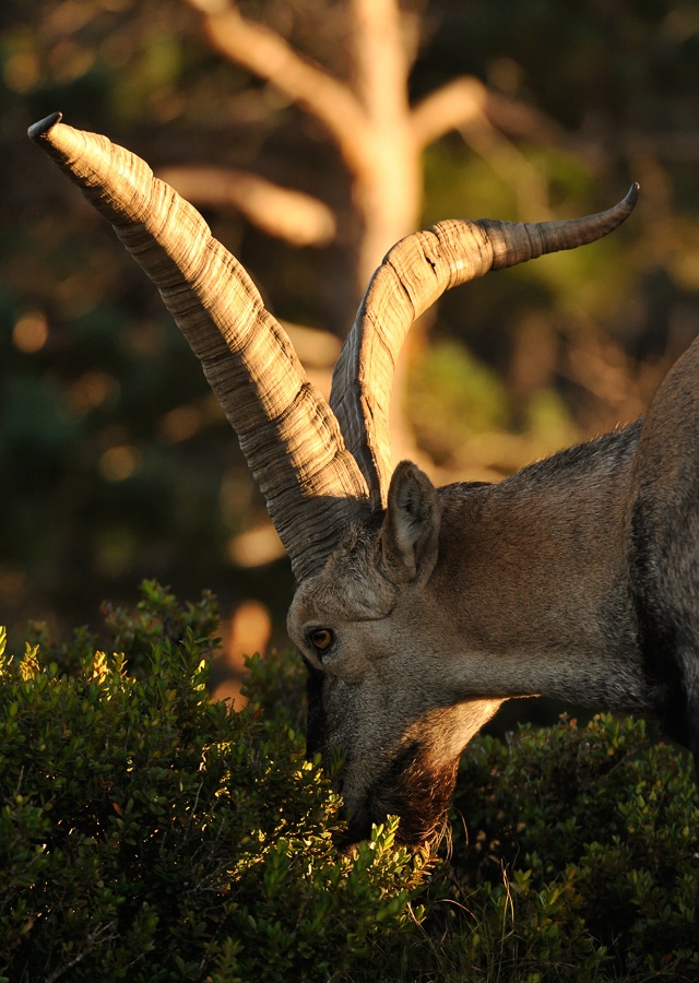 Capra pyrenaica hispanica [550 mm, 1/640 Sek. bei f / 9.0, ISO 1600]